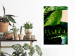 Wall Poster Dieffenbachia - plant landscape with dark green leaves on a light background 129918 additionalThumb 3