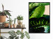 Wall Poster Dieffenbachia - plant landscape with dark green leaves on a light background 129918 additionalThumb 11