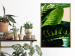 Wall Poster Dieffenbachia - plant landscape with dark green leaves on a light background 129918 additionalThumb 12