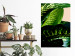 Wall Poster Dieffenbachia - plant landscape with dark green leaves on a light background 129918 additionalThumb 4