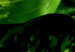 Wall Poster Dieffenbachia - plant landscape with dark green leaves on a light background 129918 additionalThumb 8