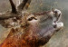 Large canvas print Roaring Deer [Large Format] 137618 additionalThumb 4