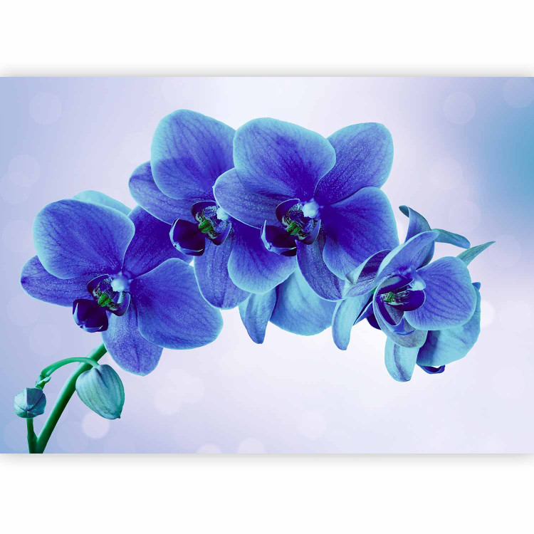Photo Wallpaper Moments of Solitude - Blue Orchids on a Blue Background with White 60318 additionalImage 5