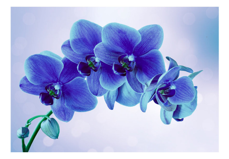 Photo Wallpaper Moments of Solitude - Blue Orchids on a Blue Background with White 60318 additionalImage 1