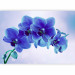 Photo Wallpaper Moments of Solitude - Blue Orchids on a Blue Background with White 60318 additionalThumb 5