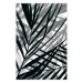 Poster In the Shade of Leaves - black and white leaves casting shadows on a white wall 122628