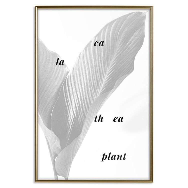 Wall Poster Calathea Plant - black English text on a background of white plants 123128 additionalImage 20
