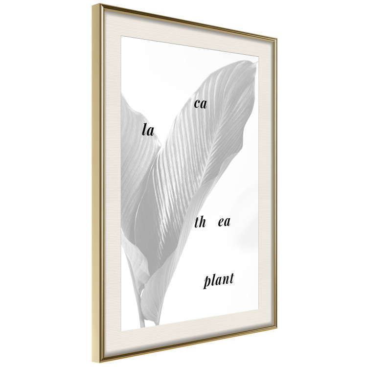 Wall Poster Calathea Plant - black English text on a background of white plants 123128 additionalImage 2