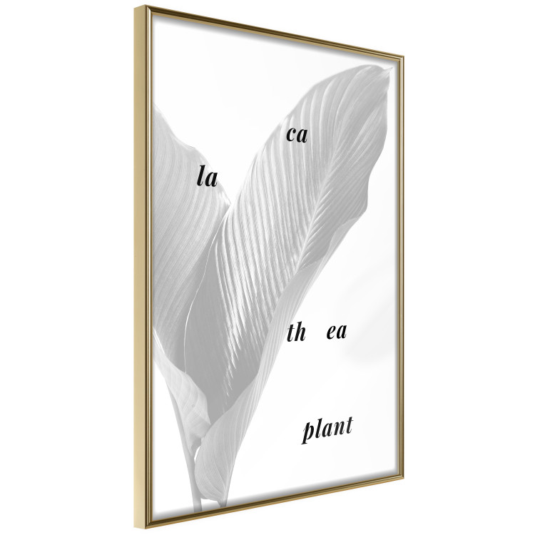 Wall Poster Calathea Plant - black English text on a background of white plants 123128 additionalImage 12