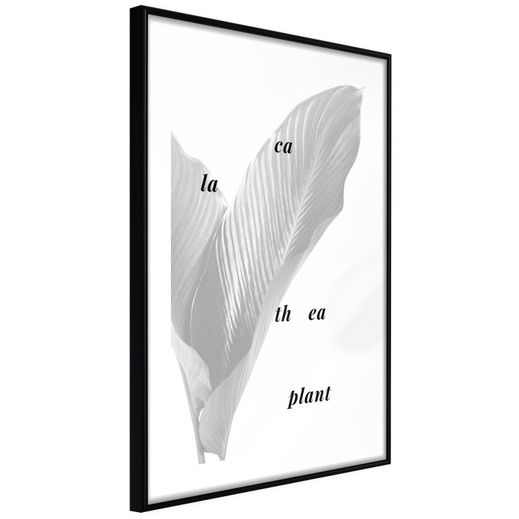 Wall Poster Calathea Plant - black English text on a background of white plants 123128 additionalImage 11