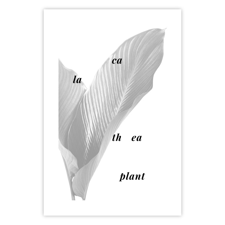 Wall Poster Calathea Plant - black English text on a background of white plants 123128 additionalImage 25
