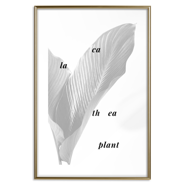 Wall Poster Calathea Plant - black English text on a background of white plants 123128 additionalImage 14