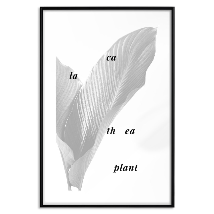 Wall Poster Calathea Plant - black English text on a background of white plants 123128 additionalImage 15