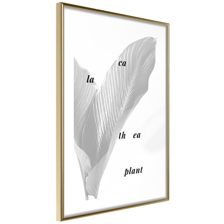 Wall Poster Calathea Plant - black English text on a background of white plants 123128 additionalImage 6