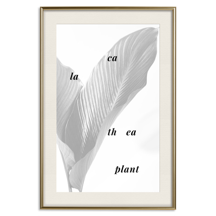 Wall Poster Calathea Plant - black English text on a background of white plants 123128 additionalImage 19