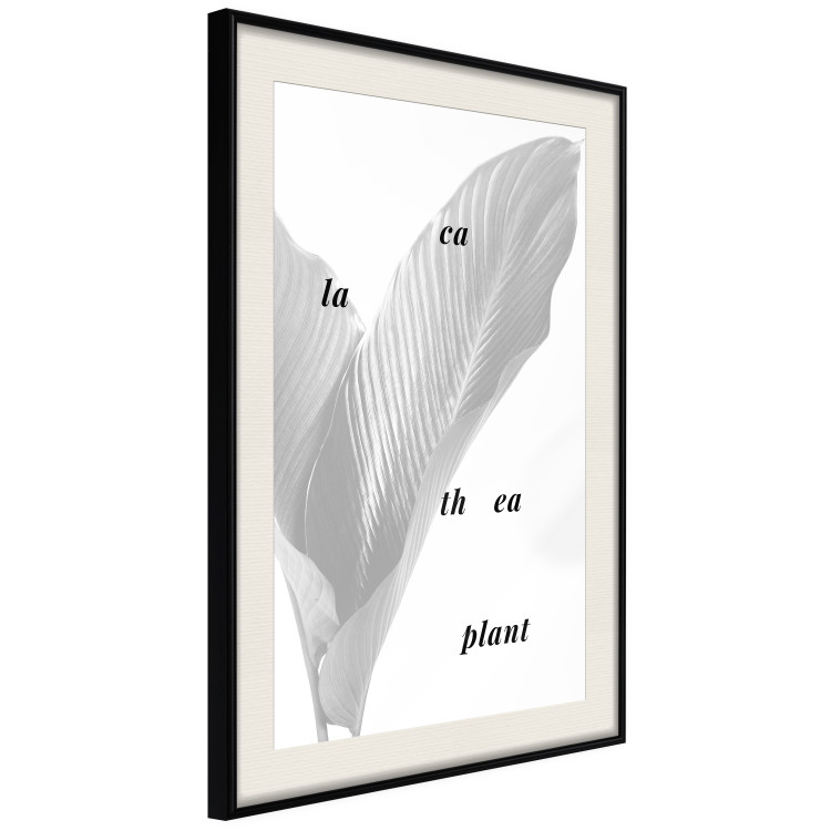 Wall Poster Calathea Plant - black English text on a background of white plants 123128 additionalImage 3