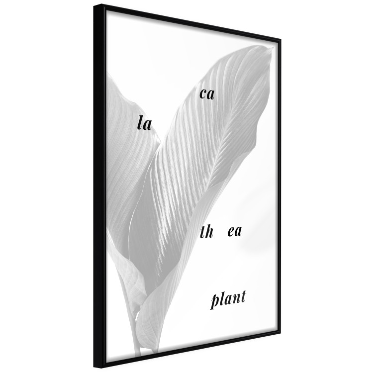 Wall Poster Calathea Plant - black English text on a background of white plants 123128 additionalImage 10