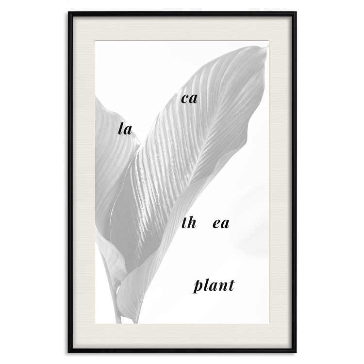 Wall Poster Calathea Plant - black English text on a background of white plants 123128 additionalImage 18