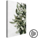 Canvas Print Mistletoe leaves - winter, botanical photography on white background 130728 additionalThumb 6