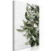 Canvas Print Mistletoe leaves - winter, botanical photography on white background 130728 additionalThumb 2