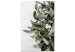 Canvas Print Mistletoe leaves - winter, botanical photography on white background 130728