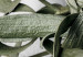 Canvas Print Mistletoe leaves - winter, botanical photography on white background 130728 additionalThumb 4