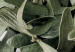 Canvas Print Mistletoe leaves - winter, botanical photography on white background 130728 additionalThumb 5