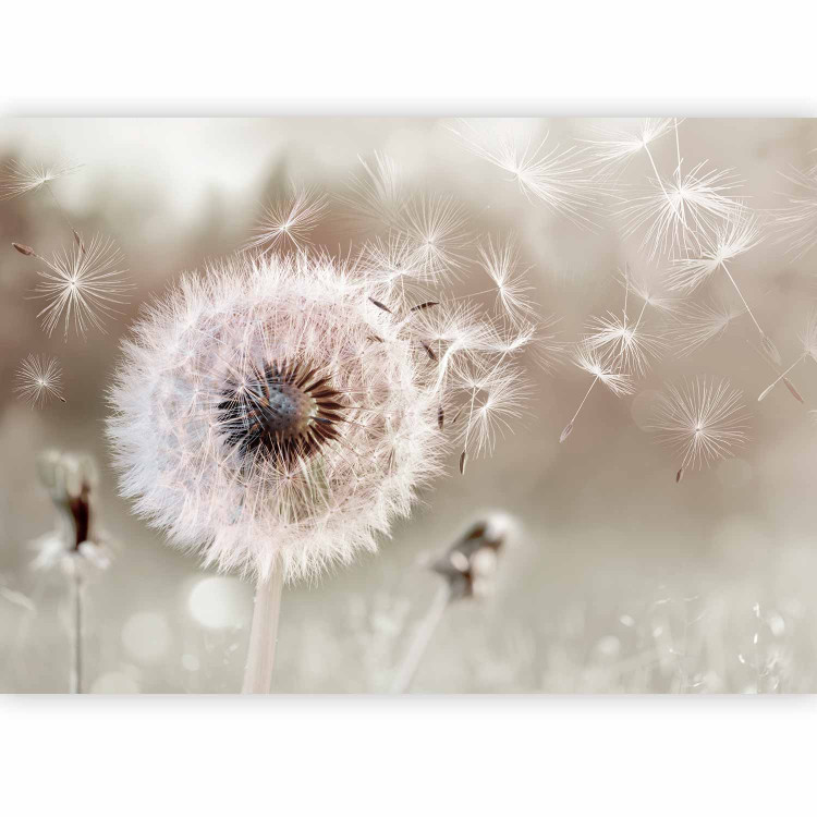 Photo Wallpaper Bursting moments - blowfly flower motif in a meadow in summer in sepia 136028 additionalImage 5