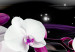 Canvas Orchids on a black background 50028 additionalThumb 5