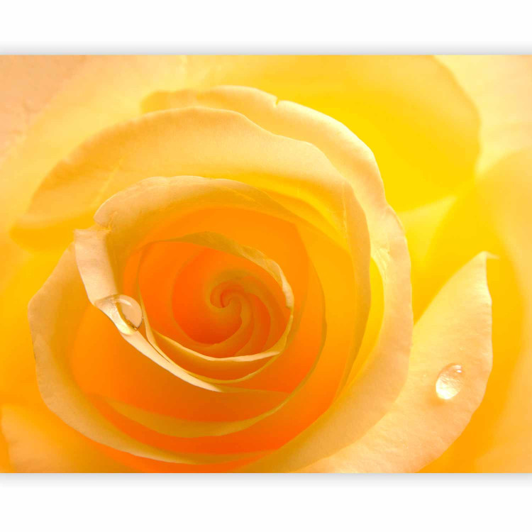 Wall Mural Yellow Rose - Close-up of a Rose Flower Petal with Dew Drops 60328 additionalImage 1
