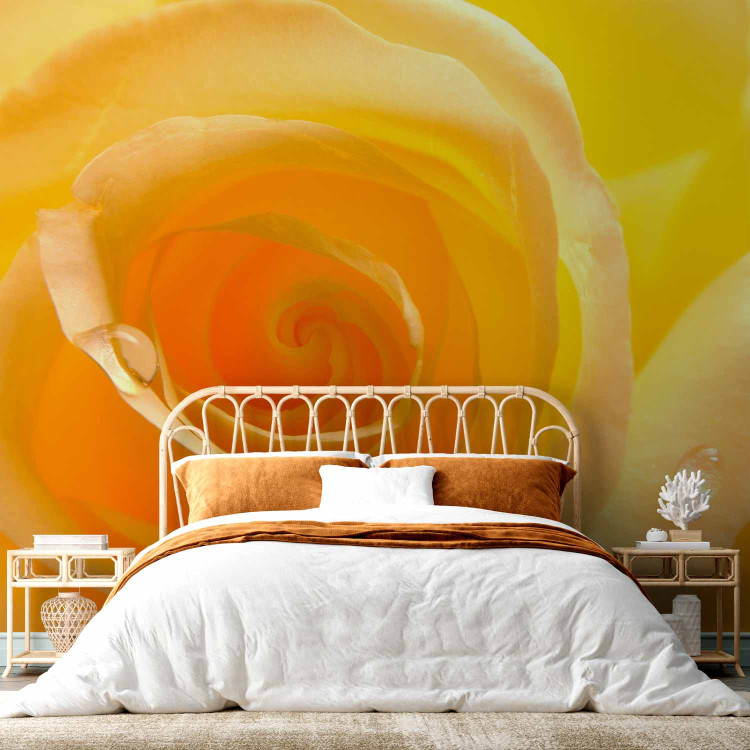 Wall Mural Yellow Rose - Close-up of a Rose Flower Petal with Dew Drops 60328 additionalImage 2