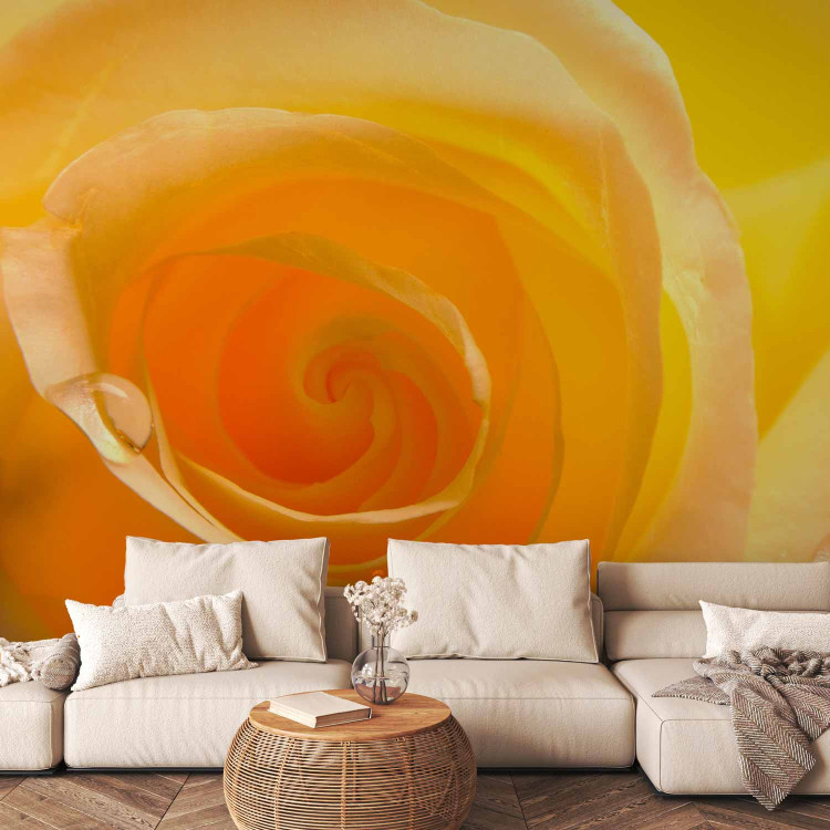 Wall Mural Yellow Rose - Close-up of a Rose Flower Petal with Dew Drops 60328