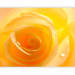 Wall Mural Yellow Rose - Close-up of a Rose Flower Petal with Dew Drops 60328 additionalThumb 5