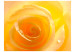 Wall Mural Yellow Rose - Close-up of a Rose Flower Petal with Dew Drops 60328 additionalThumb 1