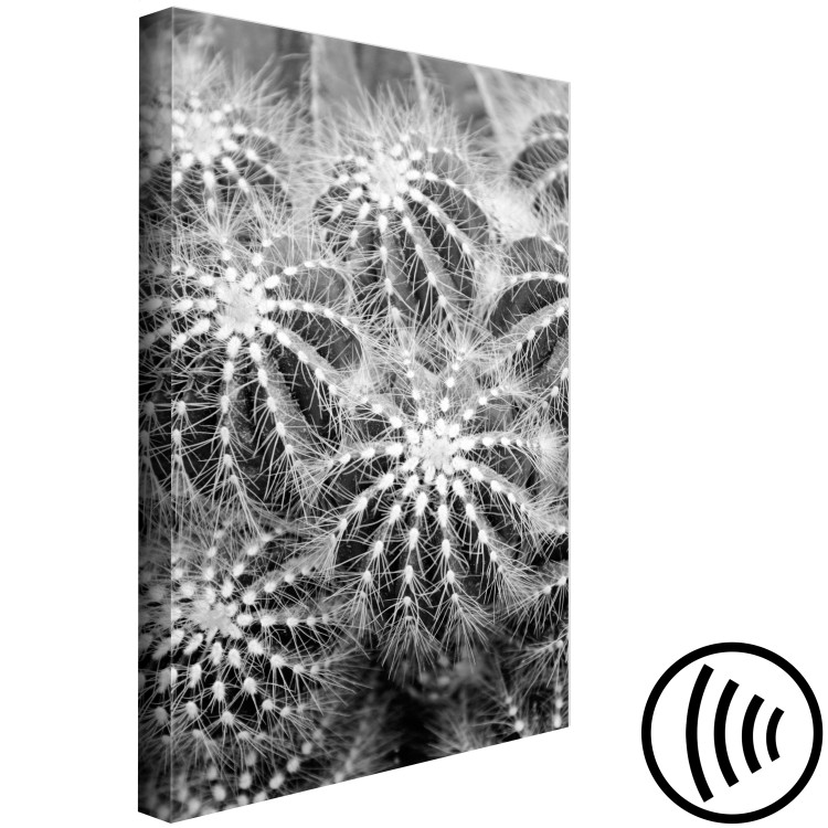 Canvas Black and white cactuses - nature theme on black and white photo cacti showing close up of these plants 117938 additionalImage 6
