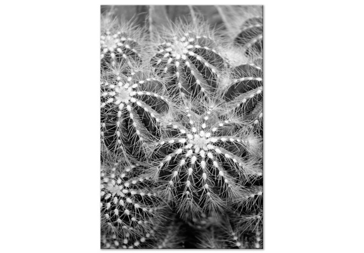 Canvas Black and white cactuses - nature theme on black and white photo cacti showing close up of these plants 117938
