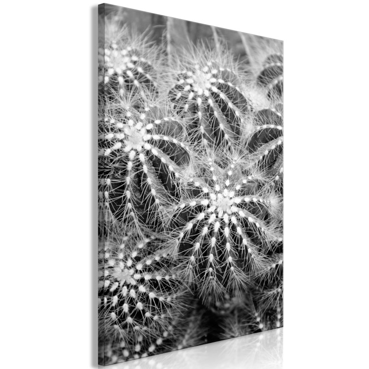 Canvas Black and white cactuses - nature theme on black and white photo cacti showing close up of these plants 117938 additionalImage 2
