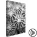 Canvas Black and white cactuses - nature theme on black and white photo cacti showing close up of these plants 117938 additionalThumb 6