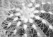 Canvas Black and white cactuses - nature theme on black and white photo cacti showing close up of these plants 117938 additionalThumb 5