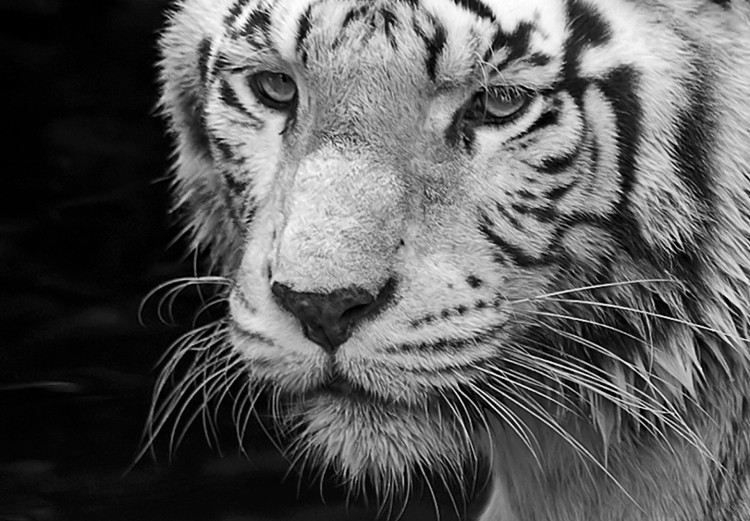 Canvas Art Print Shining Tiger (1 Part) Black and White Narrow 123338 additionalImage 5