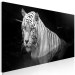 Canvas Art Print Shining Tiger (1 Part) Black and White Narrow 123338 additionalThumb 2