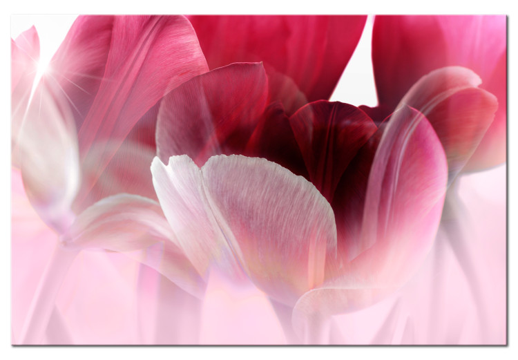 Canvas Art Print Nature: Pink Tulips 98038