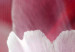 Canvas Art Print Nature: Pink Tulips 98038 additionalThumb 5