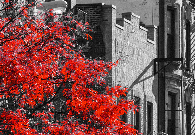 Poster Autumn in New York - black and white urban landscape with a red tree 117148 additionalImage 9