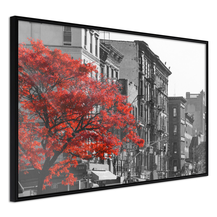 Poster Autumn in New York - black and white urban landscape with a red tree 117148 additionalImage 10