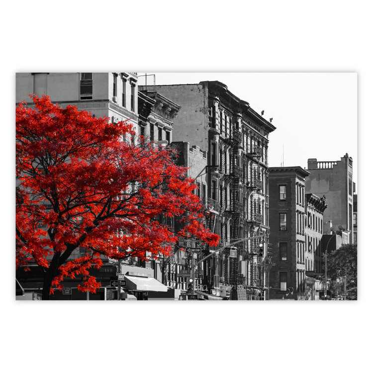 Poster Autumn in New York - black and white urban landscape with a red tree 117148