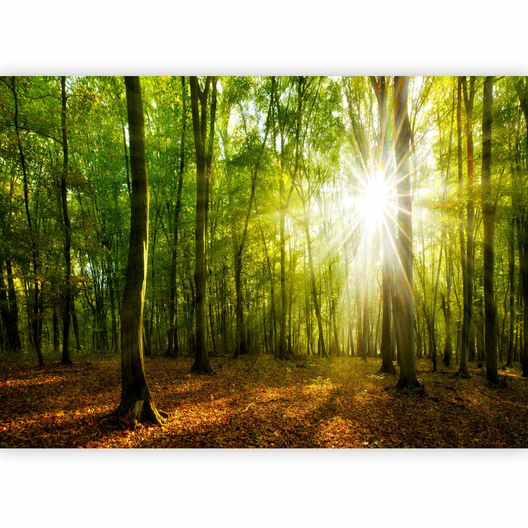 Photo Wallpaper Sunlight penetrating through the treetops - landscape of green forest and leaves 138048 additionalImage 5