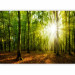 Photo Wallpaper Sunlight penetrating through the treetops - landscape of green forest and leaves 138048 additionalThumb 5