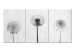 Canvas Art Print Delicate Trio (3-piece) - black and white dandelions and daisies in a meadow 143248