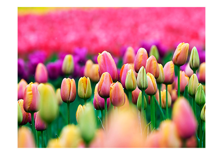 Photo Wallpaper Field of Tulips - Landscape Depicting Colourful Tulip Flowers 60348 additionalImage 1